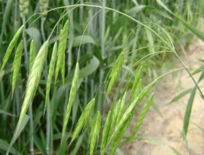 燕麦怎样种植，几月份开始播种？